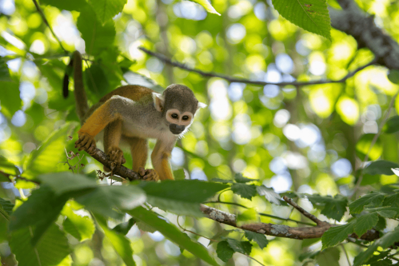 Vallée des Singes - A proximité