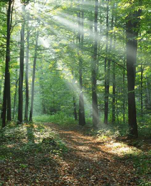 balade en forêt - immersion en forêt balade en forêt - immersion en forêt