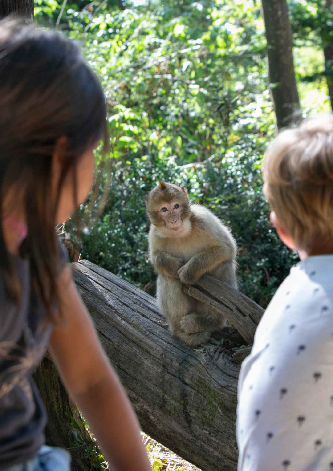 la-vallee-des-singes-photo la-vallee-des-singes-photo