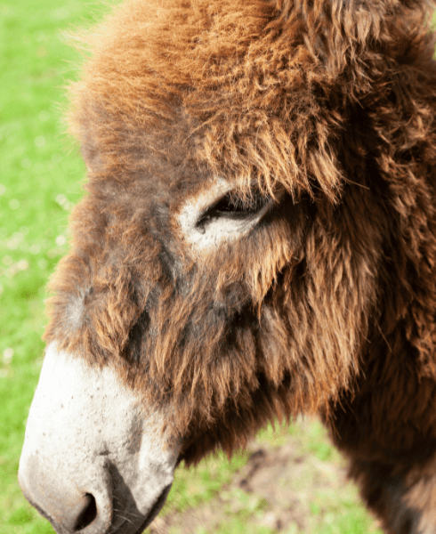 vacances nature proche du futuroscope - atouts poitou-charente