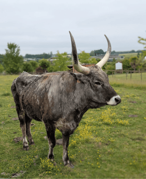 parc animalier vienne au Domaine de Dienné