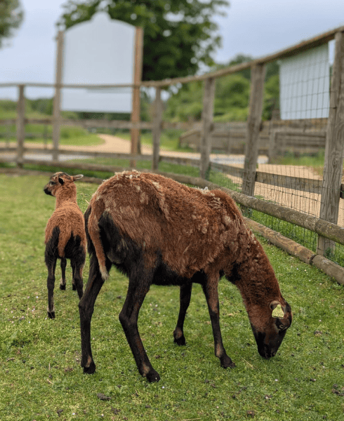 parc animalier vienne - ferme pédagogique