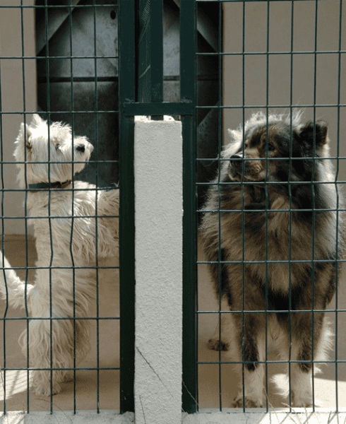 pension-pour-animaux-domaine-de-dienne