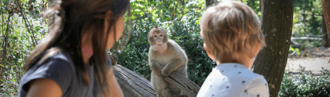 que-faire-autour-de-la-vallee-des-singes