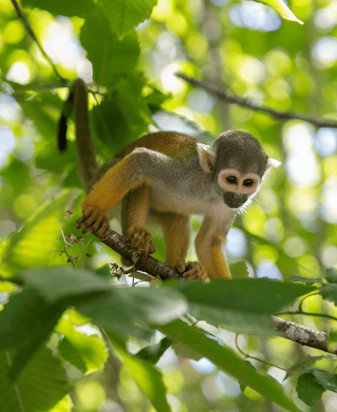 que-faire-autour-de-la-vallee-des-singes-domaine-de-dienne