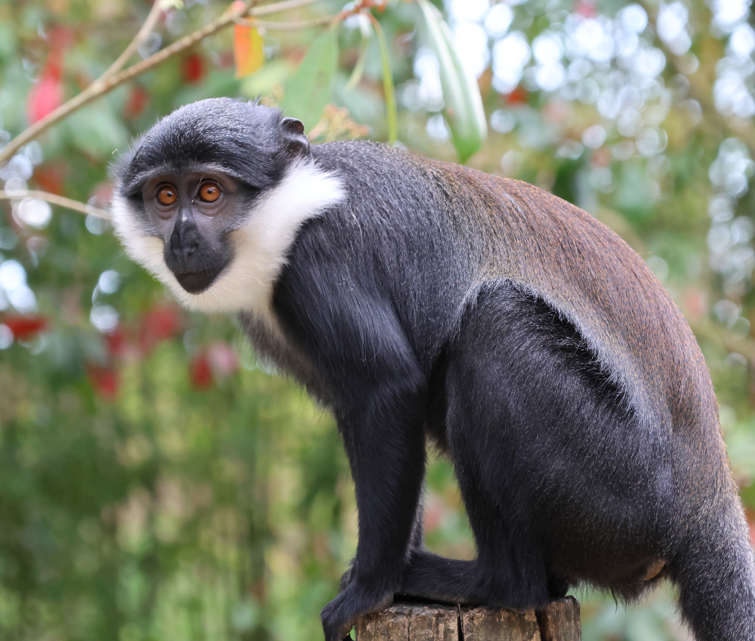 singe-de-l'hoest