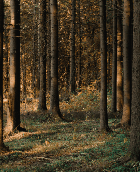 une nuit dans les bois une nuit dans les bois
