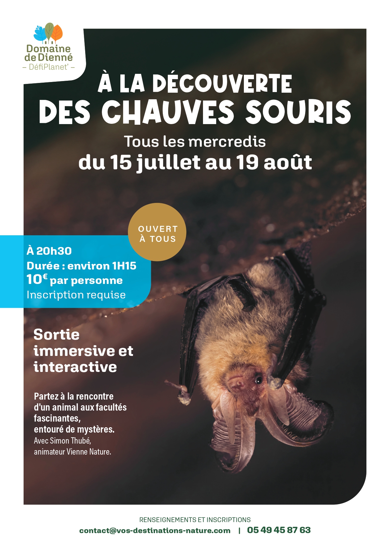 chauve-souris-42088