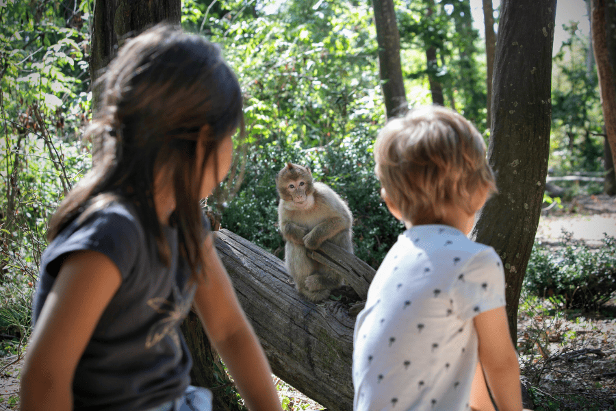 Vallée des Singes - Pass 4 Parc